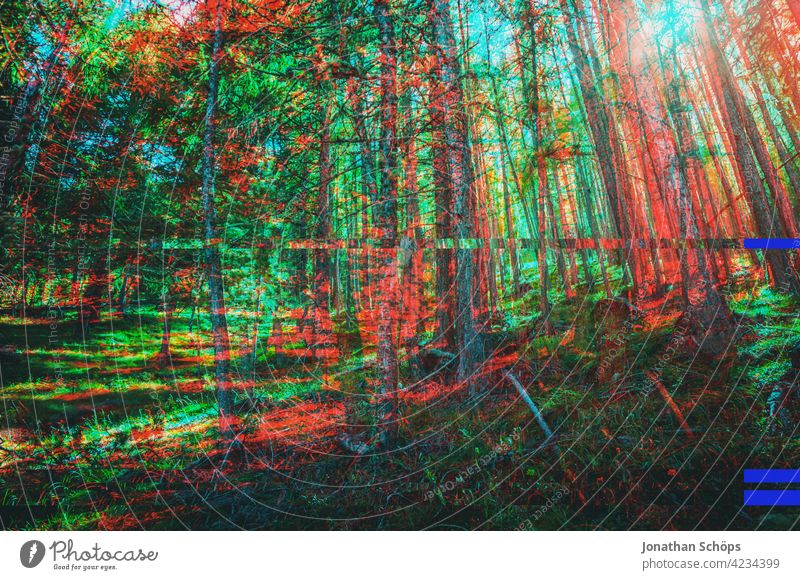 Coniferous trees in forest with glitch effect Forest Tree trunk Coniferous forest Nature Landscape Exterior shot Deserted Environment Colour photo Forestry