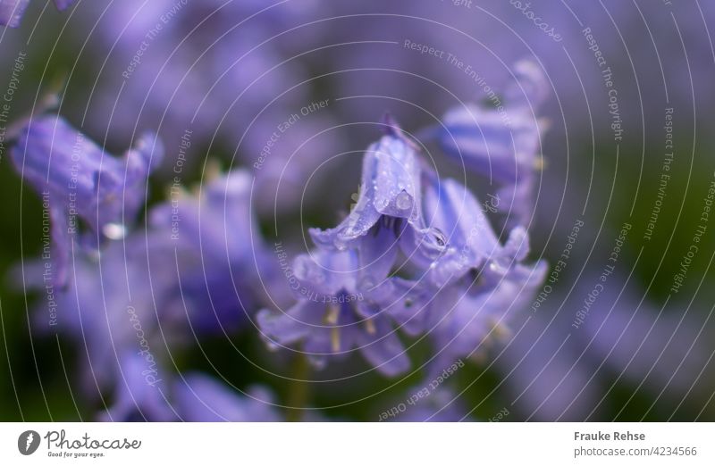 bluebell (Hyacinthoides) with raindrops Violet Blossom little bell in the wood in the shade Green purple Wet after the rain Drop Drops of water Plant Nature