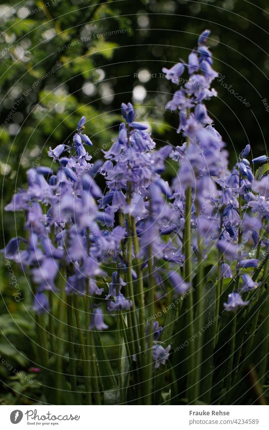 bluebells (Hyacinthoides) in a shady spot after the rain Violet Blossom little bell in the wood in the shade Green purple Wet raindrops Drop Drops of water