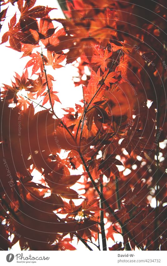 Japanese maple in the light of the sun Japan maple tree Fan Maple Red Tree sunshine Sunlight Illuminate Autumn Pattern Structures and shapes
