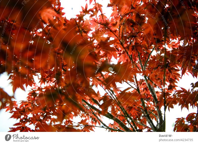 Japanese maple in sunlight Japan maple tree Fan Maple Maple leaf Structures and shapes Pattern Tree Illuminate Red leaves Nature Garden Sunlight Art