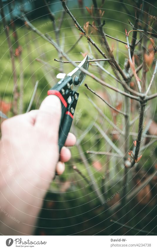 Plants - gardening - pruning with hedge clippers on a plant cut back backcut Garden do gardening Gardening Nature Hedge shears pruning shears Hand