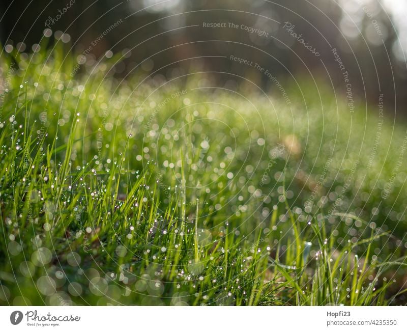 wet grass Grass Meadow Green Summer Nature Environment Colour photo Landscape Deserted Day Plant naturally Wild plant Spring Water Drops of water Wet Damp