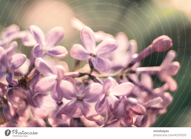 Lilacs in the morning light flowers Garden lilac purple Garden plants Nature texture Fragrance Peaceful pretty Delicate Blossom Spring naturally Violet