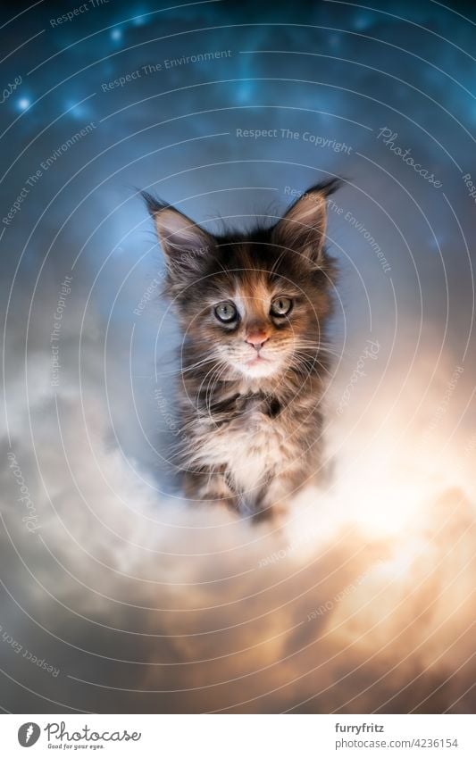 cute calico maine coon kitten illuminated by colorful clouds cat purebred cat pets maine coon cat one animal portrait tricolor tortoiseshell cat fluffy fur