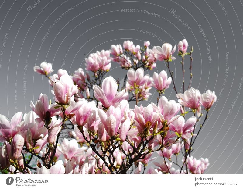 blooming magnolias in front of grey sky Spring Nature Blossom Blossoming Cloudless sky Contrast Growth Sunlight Magnolia plants Pink Magnolia tree