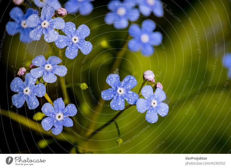 Blue flowers in the garden in Lower Saxony nature conservation Experiencing nature Miracle of Nature Copy Space middle Central perspective Deep depth of field