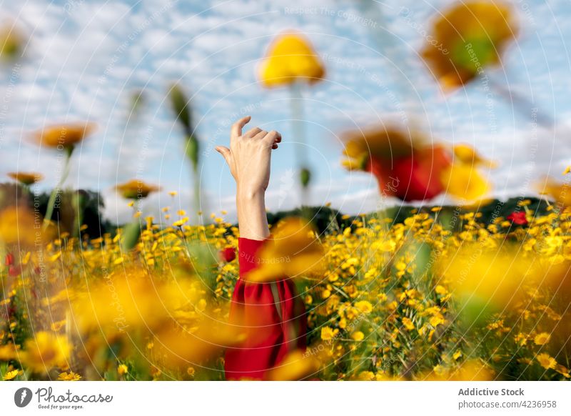 Faceless woman among blossoming daisies in summer field arm raised meadow daisy bloom botany nature environment cloudy countryside flora sky romantic idyllic