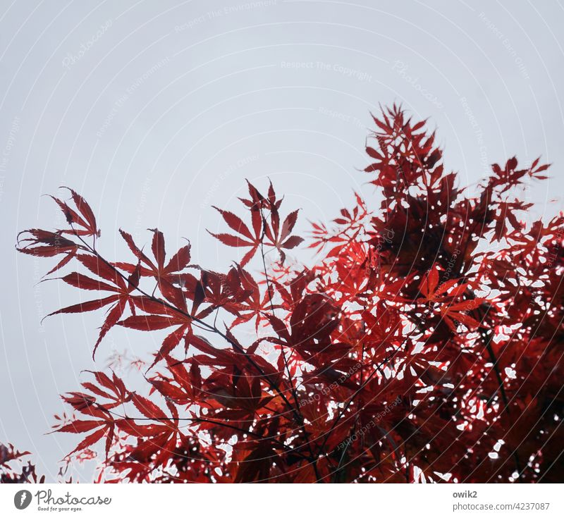 Red fan Japan maple tree Thunberg's fan maple leaves luminescent Maple tree Wild plant Leaf Tree Nature Plant Environment Twigs and branches Idyll Calm Exotic