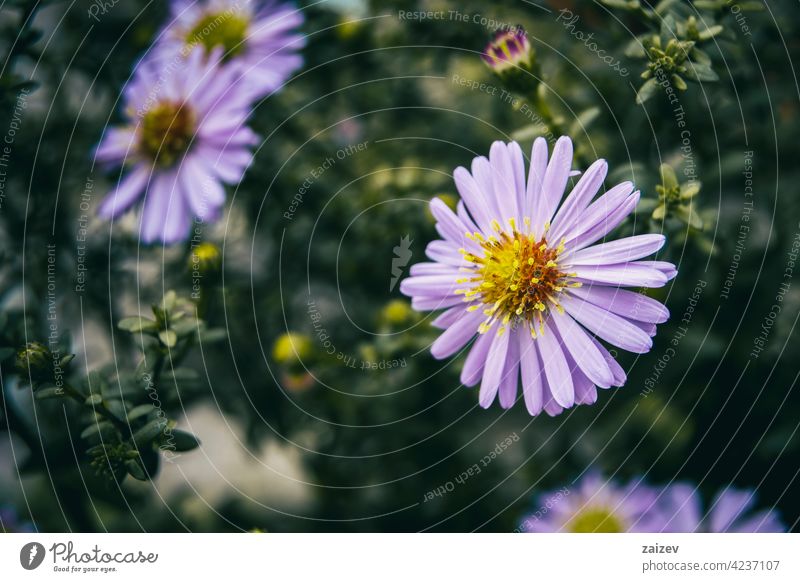 lilac pollen-filled aster flower Aster nature plant purple petal freshness beauty blossom botany garden annual bed greenery growth horizontal no people