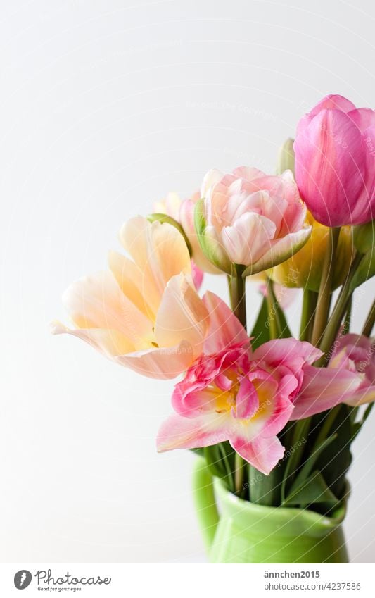 rose and light tulips at the right edge of the picture in a green pot Spring flowers Ostrich can Green Pink Yellow Blossom Bouquet Nature Gift Love Mother's Day