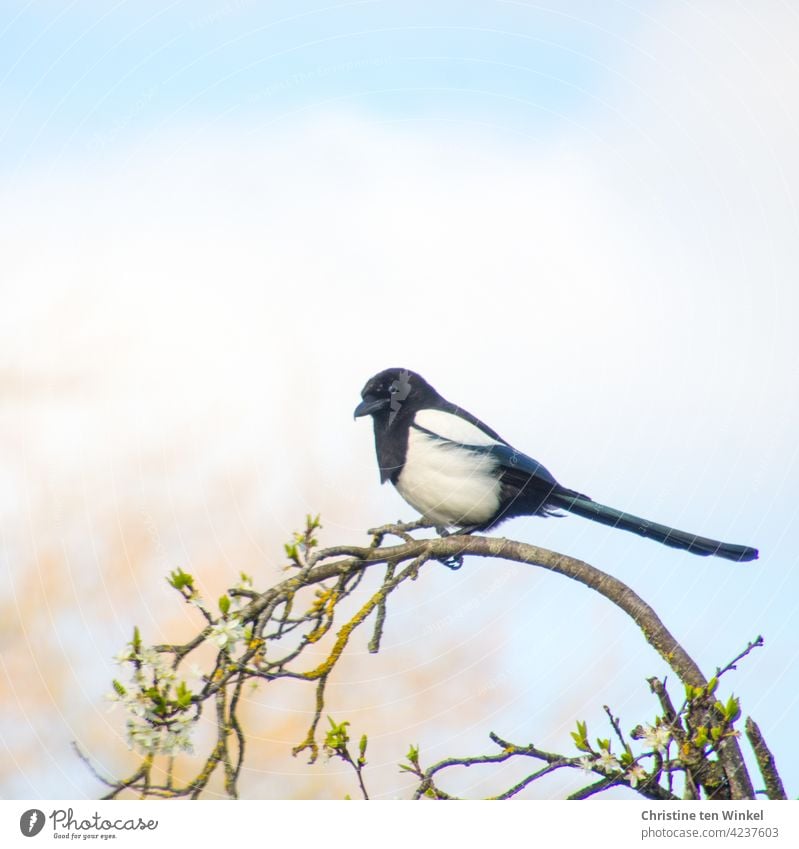 A magpie sits on top of a flowering bent branch and looks with a critical eye in the direction of the camera Black-billed magpie pica pica crowing bird