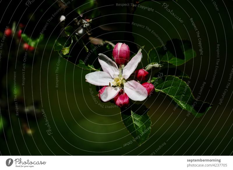 apple blossom dark image protruding flower with buds Deserted irrelevant 1 White-red flower Background dark green Exterior shot Flower on branch with 3 leaves