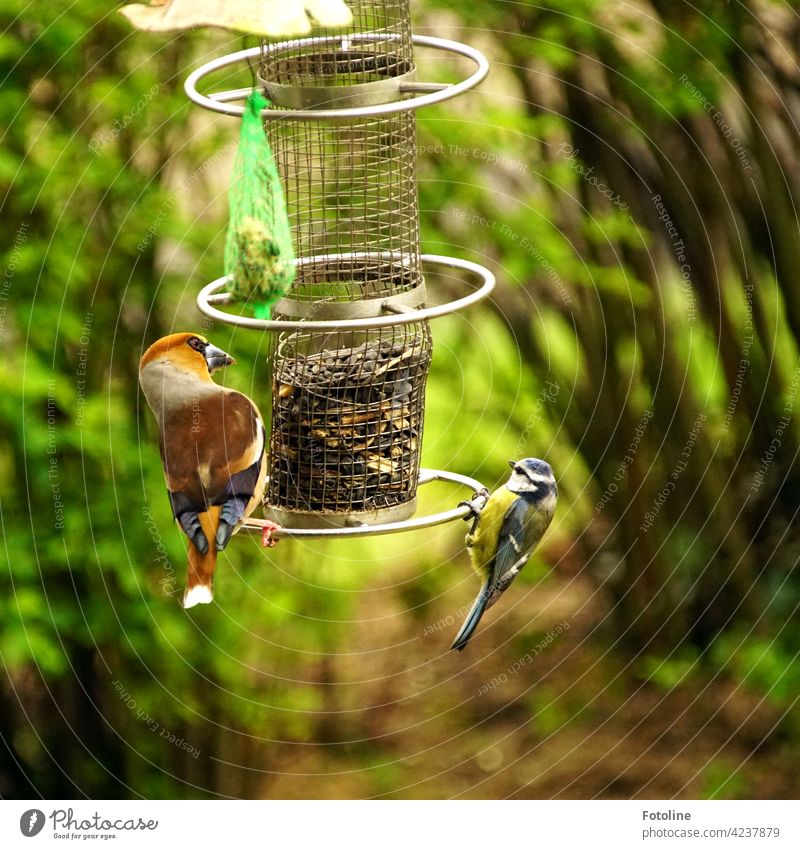 Hawfinch and blue tit have a romantic date at the feeding station birds Bird Animal Exterior shot Colour photo Wild animal Nature Day Deserted Environment White