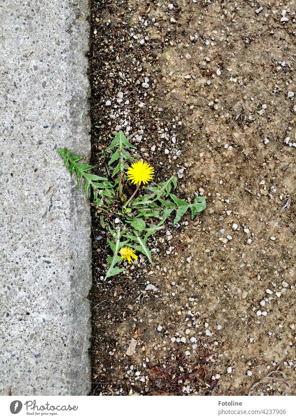 This dandelion conquers the footpath. Beautiful how nature always finds its way. Dandelion Flower Green Nature Plant Summer Spring Exterior shot Floral Blossom