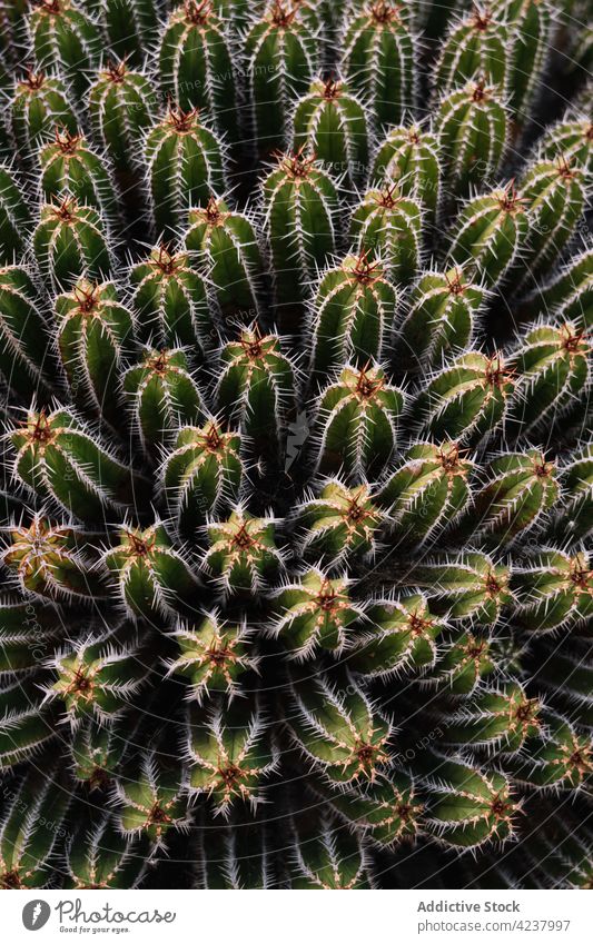 Prickly cacti growing close on plantation echinopsis pachanoi san pedro cultivate succulent prickle thorn agriculture sharp nature cactus growth flora vegetate