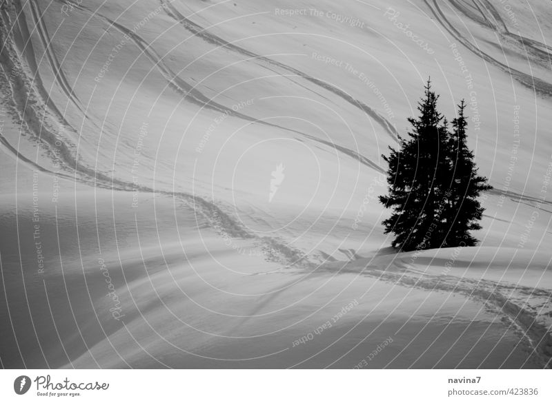 winter watch Nature Landscape Winter Snow Plant Fir tree Green Black White Beautiful Calm Purity Elegant Idyll Far-off places Skiing Smooth Subdued colour