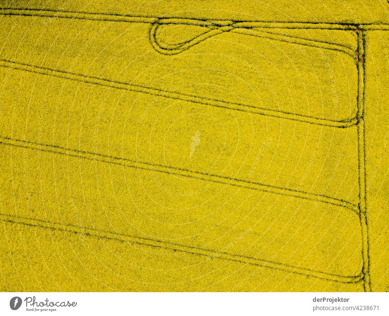 Rape field in yellow with bow aerial photograph Field Freedom Adventure Trip Tourism Vacation & Travel Joie de vivre (Vitality) Miracle of Nature