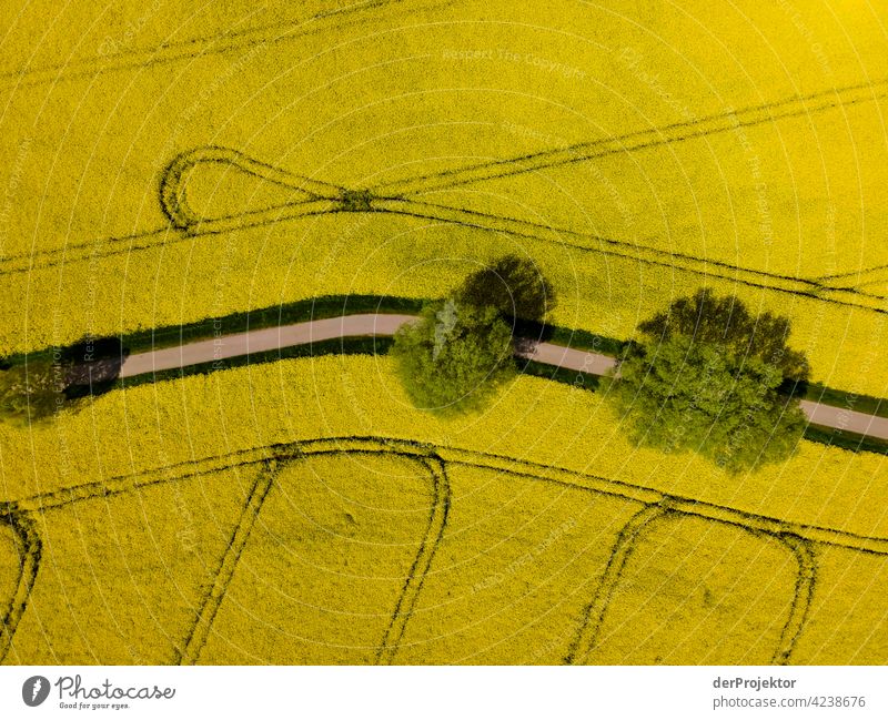 Rape field in yellow with path and trees II aerial photograph Field Freedom Adventure Trip Tourism Vacation & Travel Joie de vivre (Vitality) Miracle of Nature