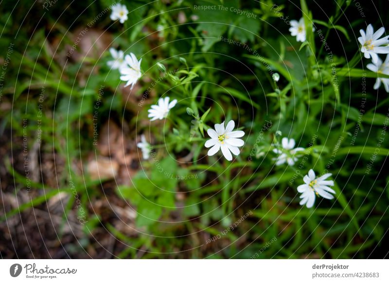 Wildflowers at Benther Berg in Lower Saxony nature conservation Experiencing nature Miracle of Nature Copy Space middle Central perspective Deep depth of field