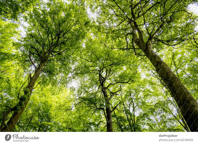 Treetop at Benther Berg in Lower Saxony nature conservation Experiencing nature Miracle of Nature Copy Space middle Central perspective Deep depth of field