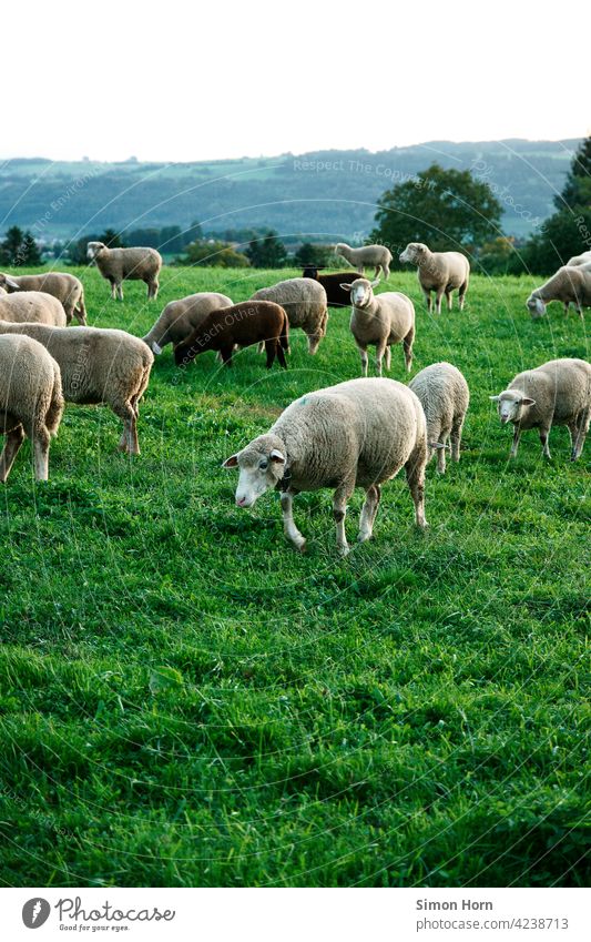 Sheep in a meadow sheep Flock Black sheep Meadow Nature Panorama (View) Wool animals Soft Herd Grass