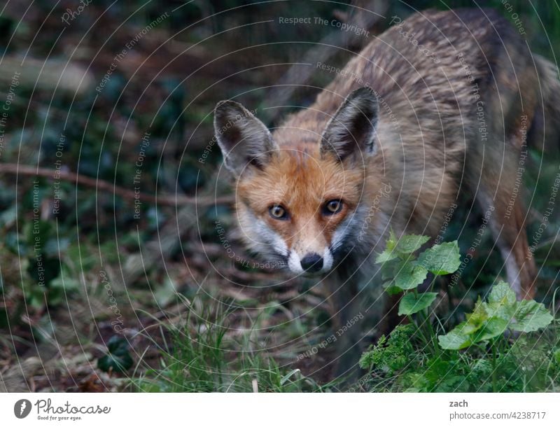 Capitalfux Mammal Pelt Fox Animal Nature Wild animal Animal portrait Fähe vixen predator Carnivore Garden Park