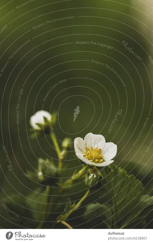 White strawberry blossom in rain on green background Blossom Flower Plant Nature Garden Pistil Green Edible Shallow depth of field Blossoming Close-up