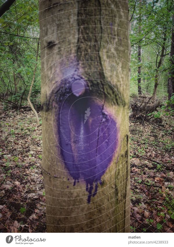 violet Colour Violet Tree Forest marked foliage Knothole Nature Exterior shot Wood Deserted