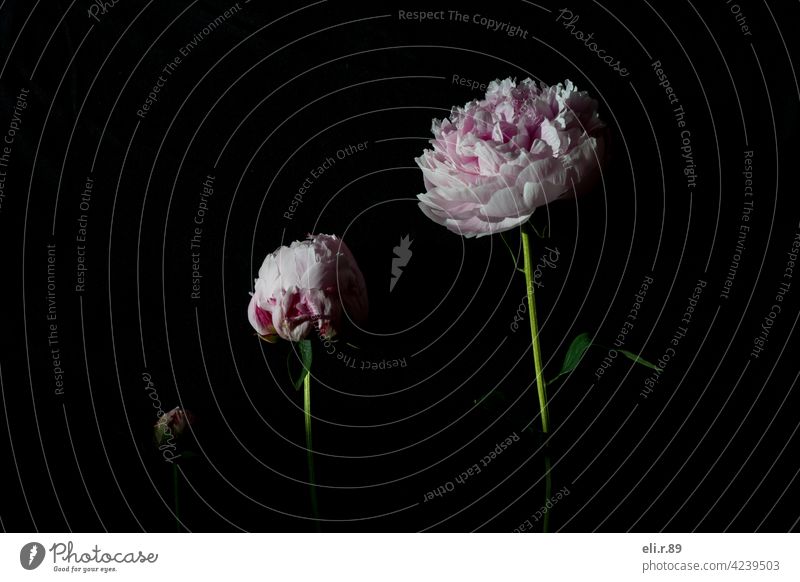 Peonies - different stages of flowering flowers Peony Pink Spring pretty Blossom Flower Nature Colour photo Close-up Plant Fresh Blossoming Deserted