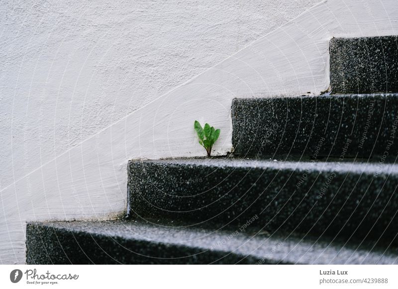 Undaunted: on an austere black staircase in front of a white wall a dandelion stretches its young leaves Stairs Black Steep White shape Architecture