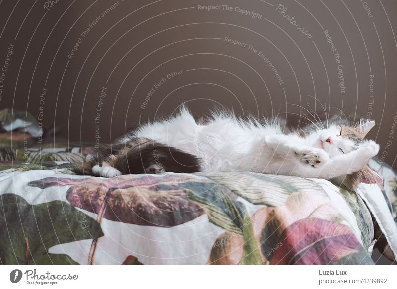 Longhaired cat lolls on the bed. The bedclothes wildly patterned, sunshine from the right. Cat Long-haired relaxed Bed Bedclothes variegated Pelt Fluffy Cute