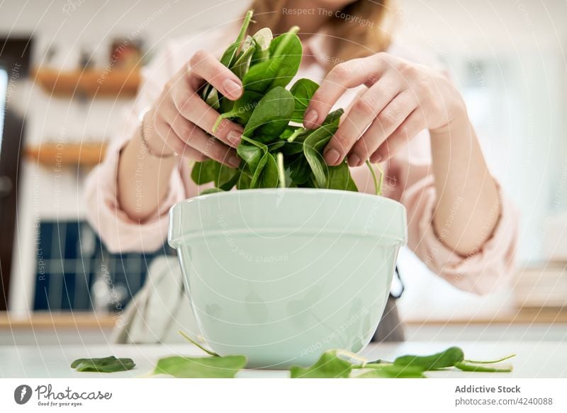 Crop woman with fresh spinach leaves above bowl in kitchen leaf vegetable culinary organic ingredient natural cook nutrient vegan vitamin foliage vein show