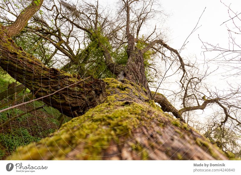 Moss covered tree trunk Tree Tree trunk Nature Close-up Nature reserve natural light Green Exterior shot Forest Deserted Colour photo Plant Day Environment