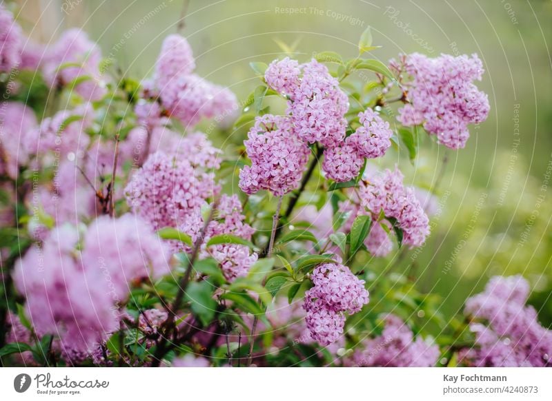 close-up of pile of lilac agriculture backdrop beautiful beauty blooming blossom botany bouquet branch bush colorful countryside decorative detail floral flower