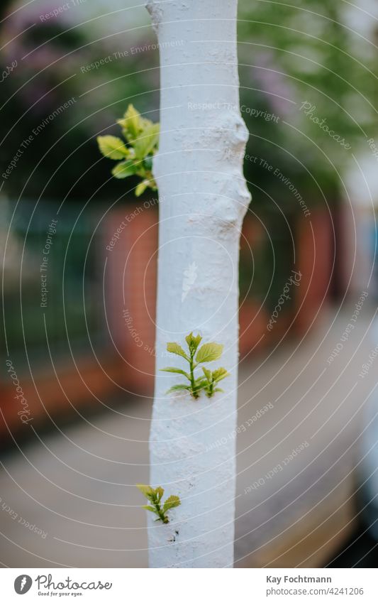 young birch tree growing new branches beautiful botany city clear cultivate day environment environmental flora foliage gardening green leaf leaves nature