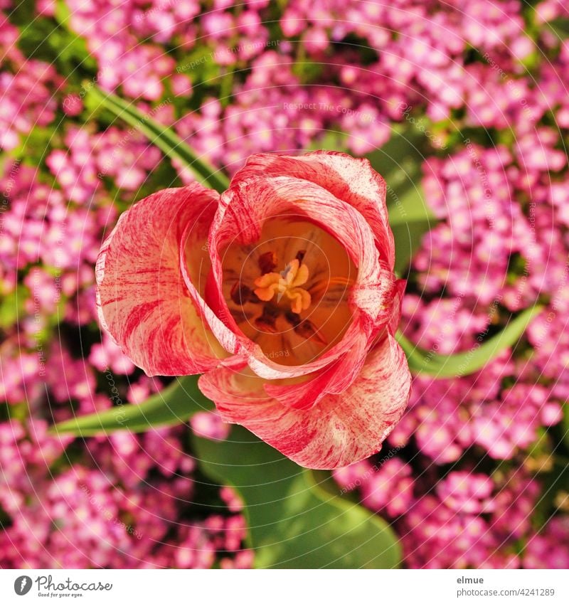 red-white mottled open tulip in top view in front of small pink flowers / spring / may / flower garden Tulip plan Pink Reddish white Spring May tulipa Tulipan