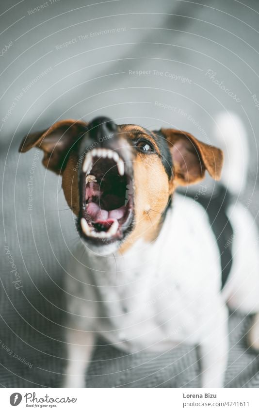 Jack Russel Terrier Dog Barking with teeth showing dog Jack Russell terrier jack russell jack russel terrier Dog's head bark barking dog barking Teeth dog teeth
