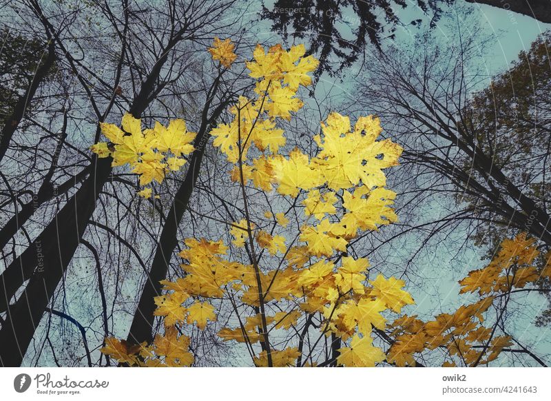 future prospects Maple tree Maple leaf Tree Autumn Plant Clouds Sky Nature Environment Leaf Illuminate Forest Twigs and branches Yellow Transience