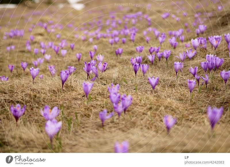 background with purple crocus flowers Exterior shot green fragility Grass Blossoming Colour photo Day Neutral Background romantic spring Fresh Yellow Beautiful