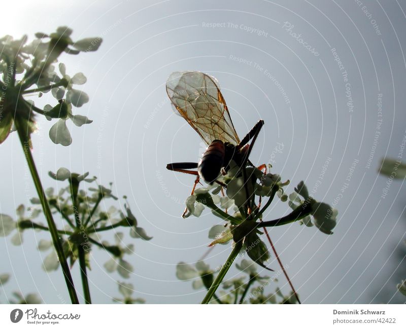 summer air Insect Animal Summer Sky Plant Wing Flying Detail Nature