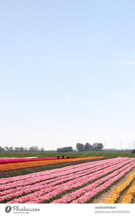 Tulip field under blue sky with tulip pickers tulips Tulip Pickers Blue sky variegated Flower Spring Colour photo Nature Tulip blossom Exterior shot Blossoming