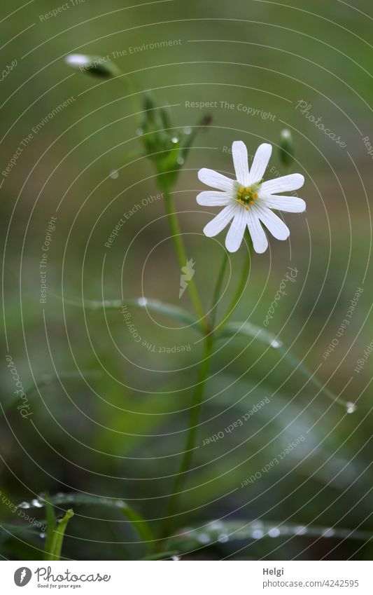 Close-up of the flower of a chickweed, drops on the blurred leaves Flower Blossom Plant Environment Nature Forest Woodground Spring Spring flower Wet Drop