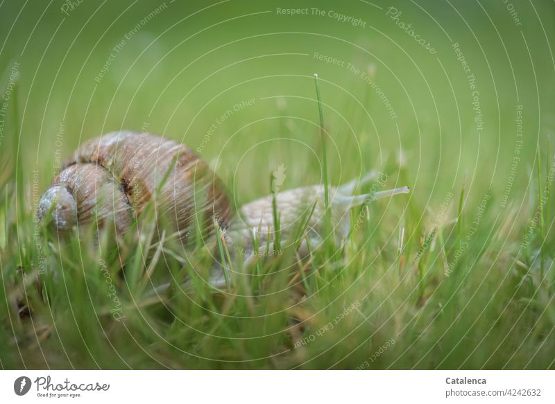 A snail carefully feels its way through the grass Nature fauna flora Animal Crumpet escargot creep Snail shell Plant Grass blades of grass Lawn Meadow Brown