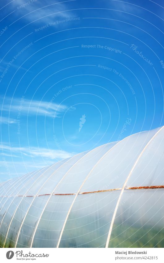 Polytunnel exterior against the blue sky. polytunnel agriculture plastic farm gardening greenhouse cover rural polyethylene industry produce horticulture