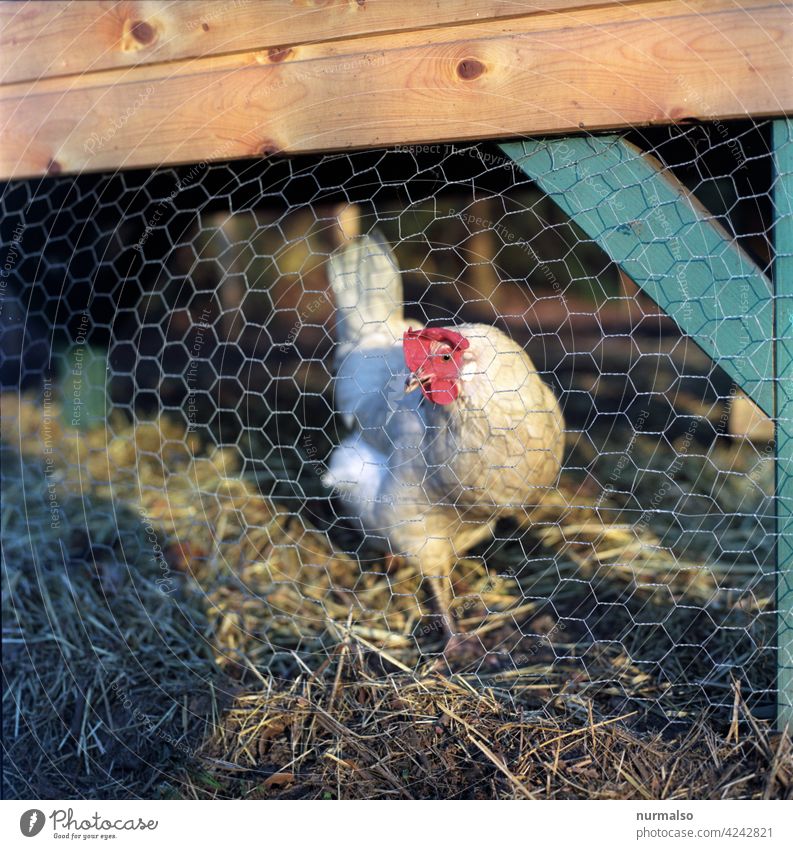 chicken fowls Barn Animal ECONOMIC ANIMAL Egg housekeeping Farm Straw Fence Ecological vivacious Sustainability