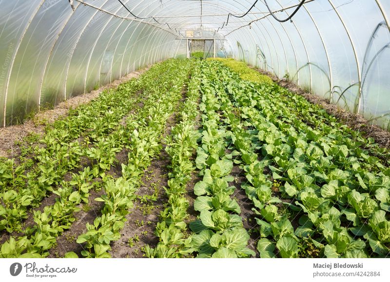 Organic vegetables grown in a polytunnel. plant agriculture gardening greenery seedling farm food organic greenhouse natural dirt rural soil land nature leaf