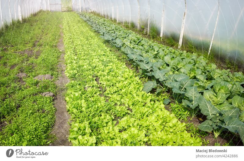 Organic vegetable cultivation in polytunnel. farm organic greenhouse lettuce patch field natural garden agriculture rural harvest soil land nature countryside