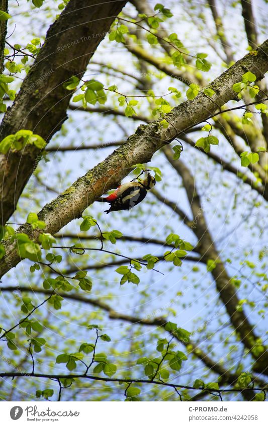 Look who's hammering - It's a great spotted woodpecker Spring Spotted woodpecker Bird Tree leaves Foraging Deciduous tree Forest Peck
