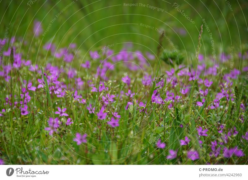 sea of blossoms Spring flowers Blossom leave Green plants Garden Bed (Horticulture) purple purple pink Meadow Meadow flower